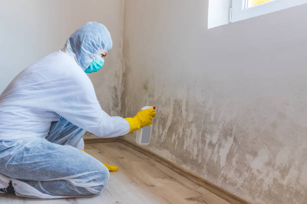 Professional mold removal team in Cedar Grove